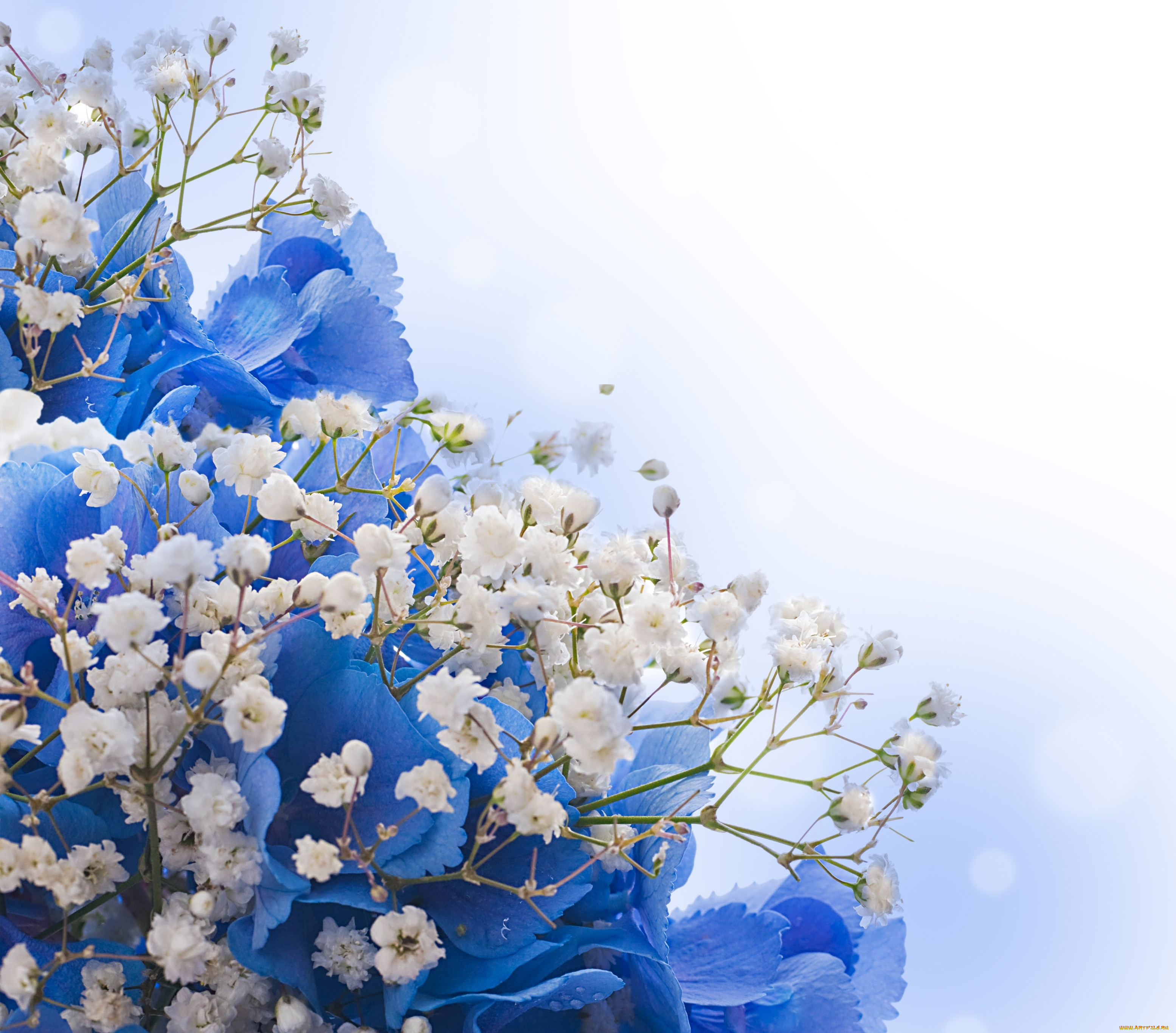 ,  , blossom, flowers, white, blue, 